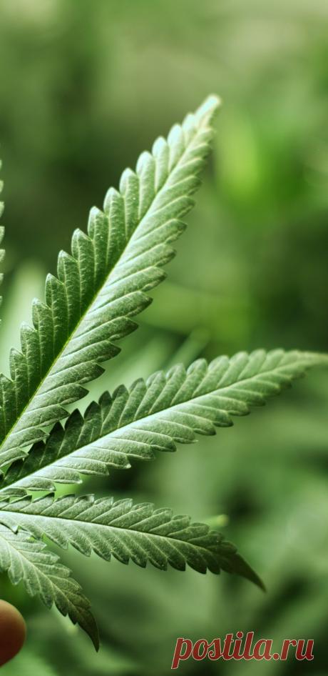 Foliage, leaves, ferns, greenery, undergrowth, overgrown, botanical,