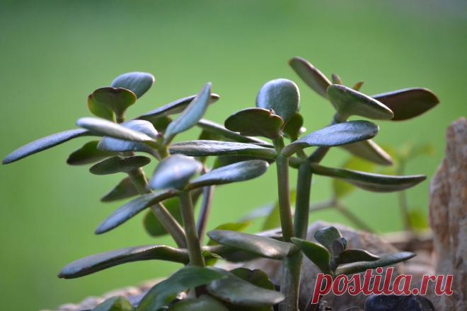 Суккуленты зимойСвой домик в деревне