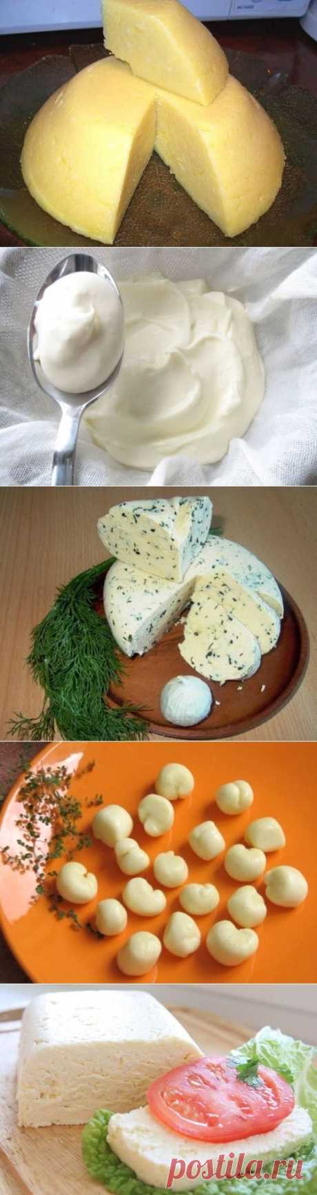 Домашний сыр – проще, чем кажется | Четыре вкуса
