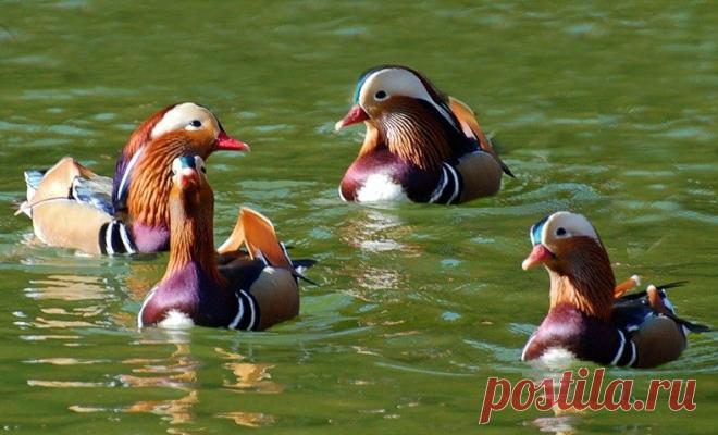 Очень красивая утка =мандаринка!
