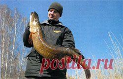 Советы рыбалки: Выбор силиконовых приманок для ловли щуки на средних глубинах и мелководье | Справочник рыболова, энциклопедия рыболова от F Гид