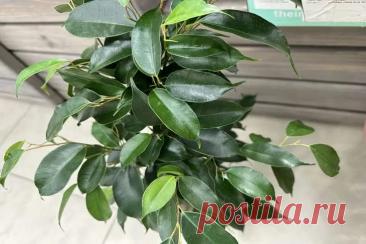 Зачем поливать комнатные растения активированным углем: секрет роскошных цветов от фитодизайнеров. Любители комнатных растений часто ищут чудо-средство, которое заставит их любимцев цвести пышнее и дольше.