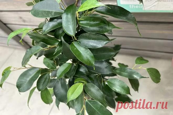 Зачем поливать комнатные растения активированным углем: секрет роскошных цветов от фитодизайнеров. Любители комнатных растений часто ищут чудо-средство, которое заставит их любимцев цвести пышнее и дольше.