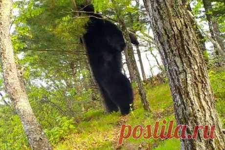 Упитанный бурый медведь нашел себе чесалку и попал на видео. Бурый медведь, чешущийся о хвойное дерево, попал на видео. «Большой и упитанный бурый медведь нашёл себе чесалку. Интересно, почему для этого он не выбрал дерево побольше», — говорится в сообщении. По словам сотрудников заповедника, после почесывания медведь отправился дальше.