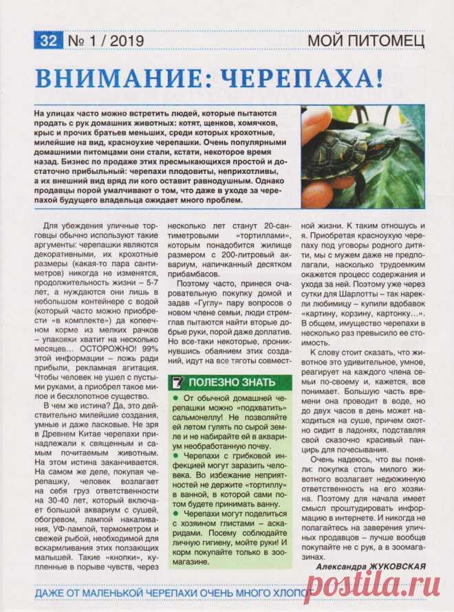Красноухая черепаха