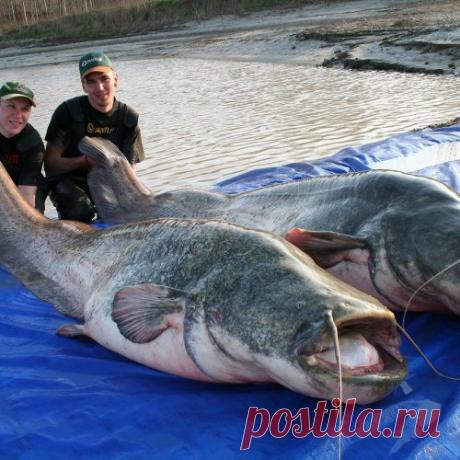 Ловля сома в апреле: Как и где ловить сома весной, ловля сома на спиннинг, донку и квок