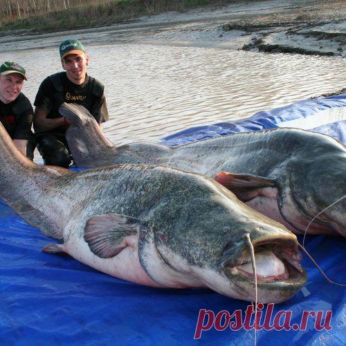 Ловля сома в апреле: Как и где ловить сома весной, ловля сома на спиннинг, донку и квок