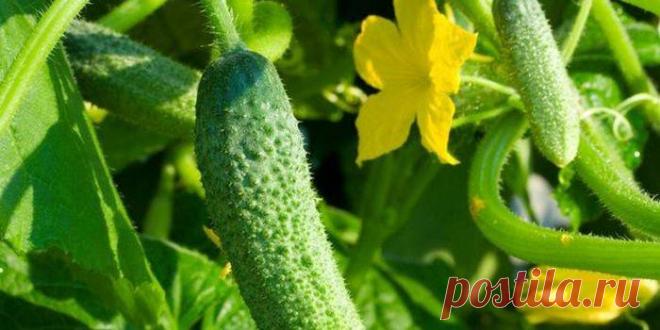 кормлю этим огурцы и урожай начинаю собирать раньше всех! подкормка огурцов мелом -