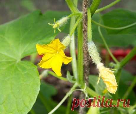 Почему осыпаются завязи на огурцах