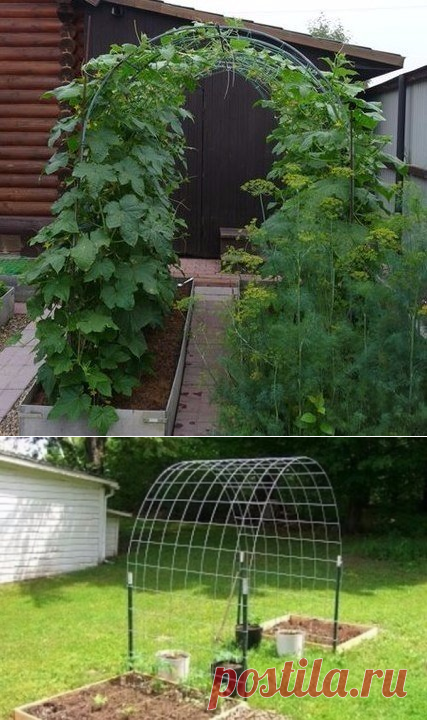 Выращивание огурцов на арке