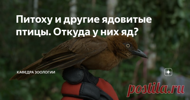 Питоху и другие ядовитые птицы. Откуда у них яд? Долгое время считалось, что ядовитых птиц в природе не существует. Но в 1992 году орнитолог Джон Думбахер, проводя отлов птиц для кольцевания, обнаружил странную особенность во время освобождения попавшей в сети местной птицы питоху...