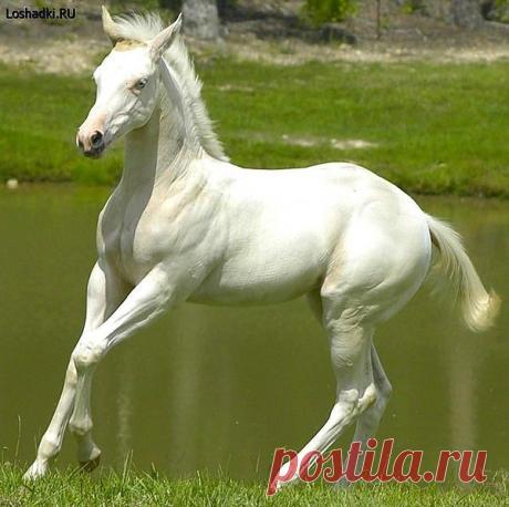 лошади