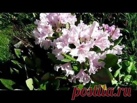 ▶ Рододендроны цветут Rhododendrons in bloom - YouTube