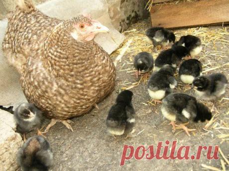 Курочка Ряба...