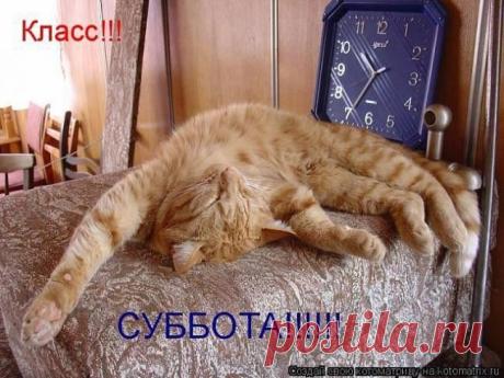 прикольные фото кошек: 32 тыс изображений найдено в Яндекс.Картинках