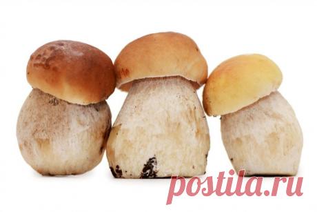 Картинки белого гриба (36 фото) ⭐ Забавник