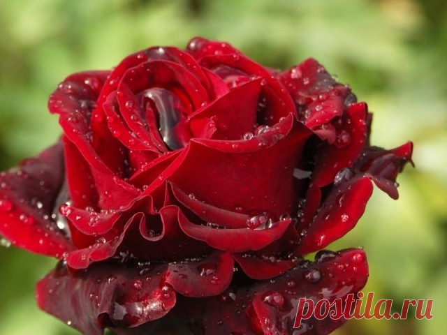 ***Однажды   Бог  собрал ..все  бабьи....СЛЕЗЫ..
И  окропил.....пустырь  в своем  .....САДУ.
С тех  пор .....цветут  там .....бархатные  РОЗЫ....
Купая.....лепестки  свои.....в ПРУДУ...***