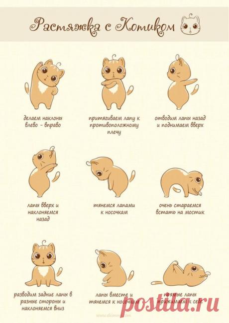 растяжка с котиком