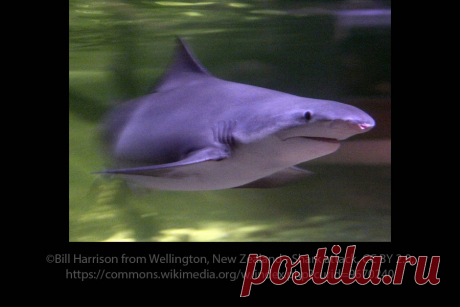 Do All Sharks Live In Saltwater? | Wonderopolis
