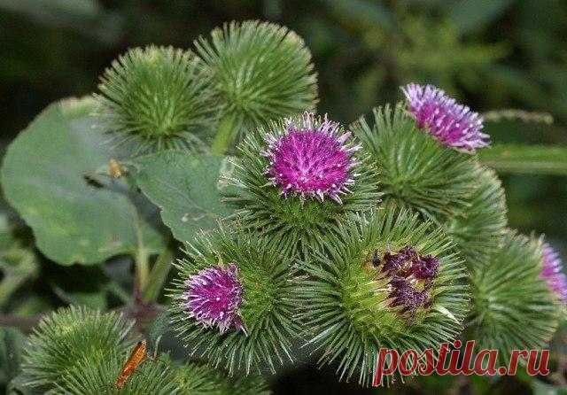 Лопух - русский женьшень с медвежьей силой 