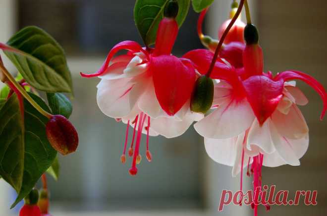 Фуксия - цветок эльфов В роде фуксии (Fuchsia) существует много видов и разновидностей. Эти растения способны сбрасывать листья в зимний период. Они достаточно привлекательны сами по себе, а их цветы просто прекрасны...