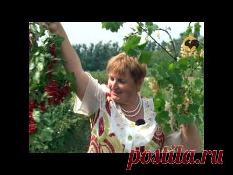 Секреты выращивания смородины (видео урок) -  бесплатно