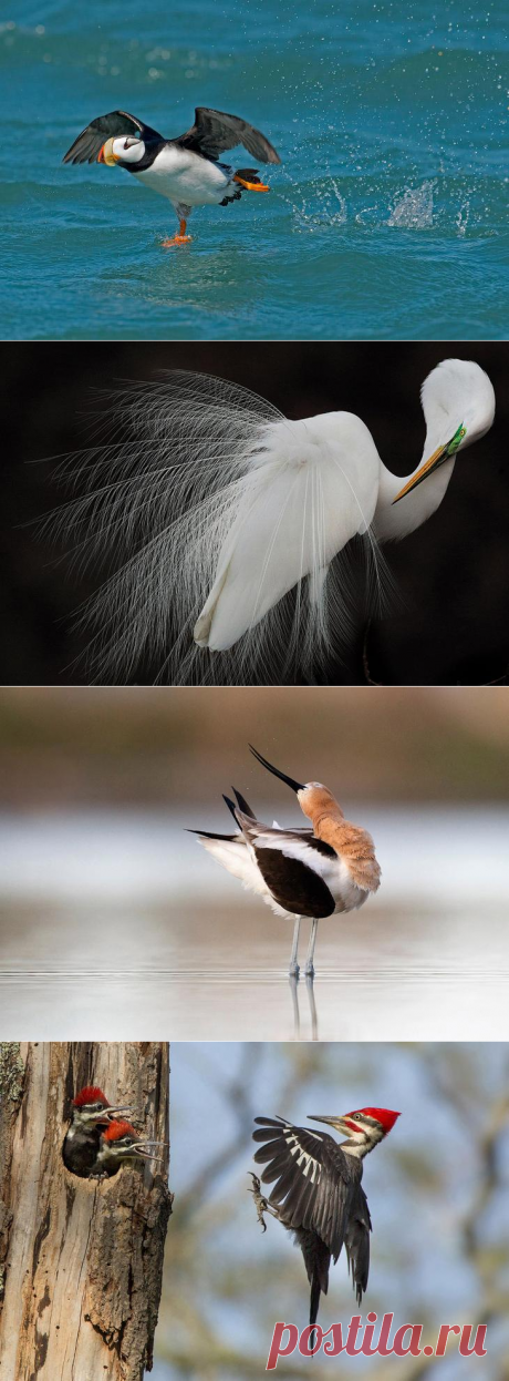 Птицы на талантливых фотографиях с конкурса Audubon Photography Awards 2015