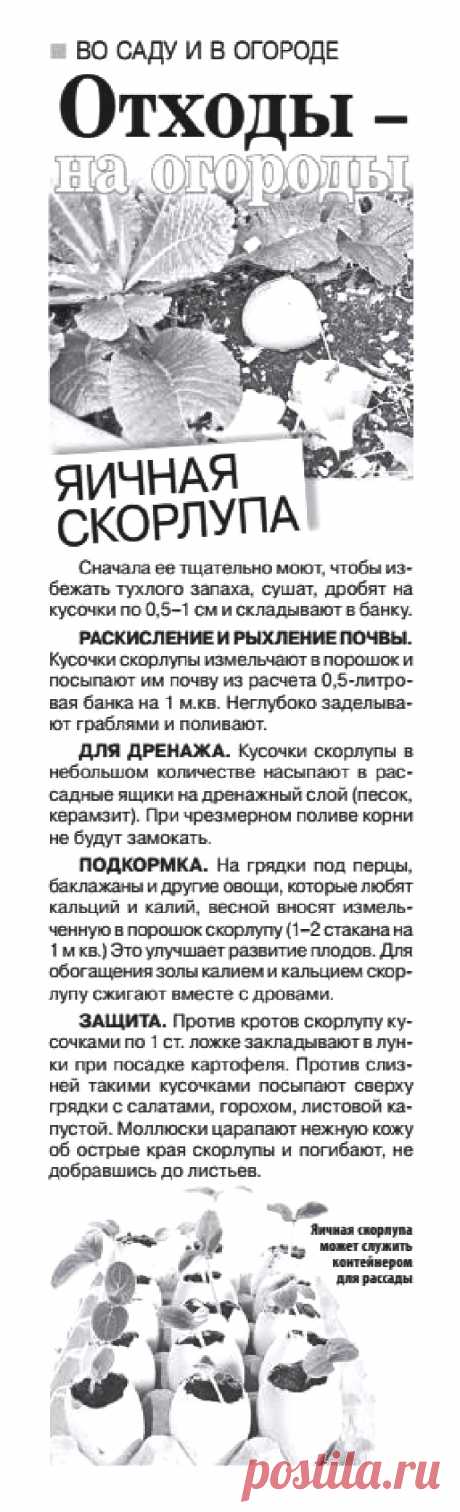 Отходы - на огороды (яичная скорлупа)