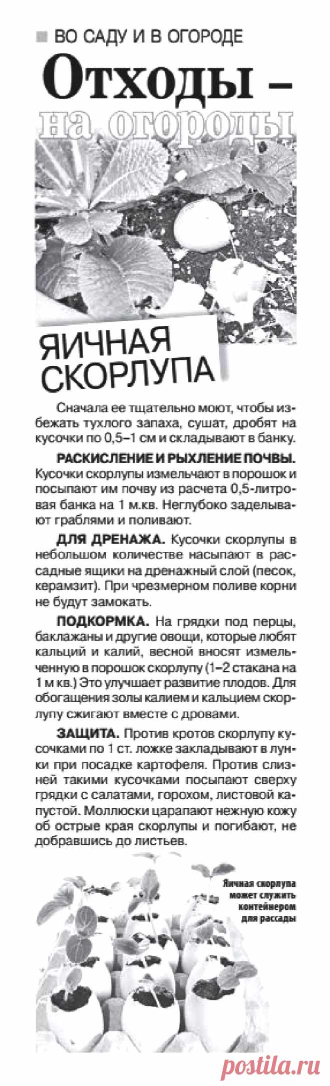 Отходы - на огороды (яичная скорлупа)