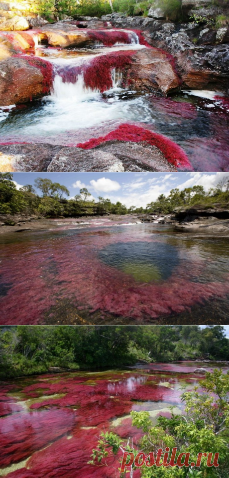 Самая красивая в мире река / Каньо-Кристалес (Caño Cristales — Кристальная река), или река Пяти цветов, как ее называют местные жители, берет начало на юге горной цепи Макарена, в Колумбии, и течет на восток, до впадения в реку Гуайаберо.