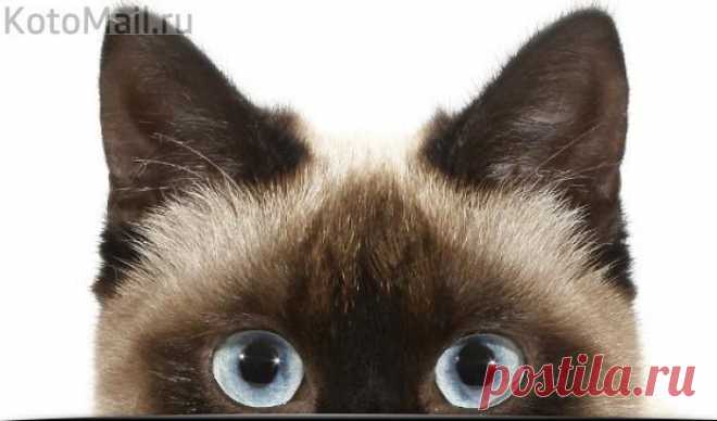 ЕЩЁ КОТЭ | KotoMail.ru