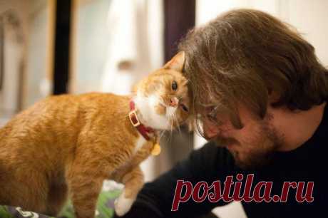Как коты показывают, что они вас любят – 11 "люблю" на кошачьем языке | Вдохновение (Огород.ru)