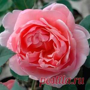 Роза Бразер Кадфаэль. Rose Brother Cadfael. Садовая энциклопедия.