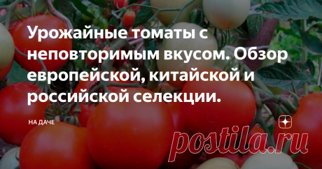 Урожайные томаты с неповторимым вкусом. Обзор европейской, китайской и российской селекции. Удивить соседей люксовыми помидорами —это, пожалуй, главная цель наших дачников и огородников. Ведь соседи подглядывают сквозь щели в заборе, чтобы узнать, у кого урожайнее помидорная грядка. Да и в семье такие вкусные плоды будут на столе каждый день, весь сезон.
Чтобы соседи позавидовали, нужно свои грядки засадить новыми сортами помидоров, сортами нового поколения XXI века: устойчивых к