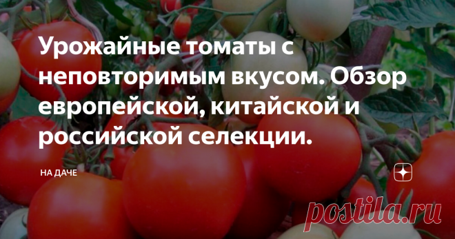 Урожайные томаты с неповторимым вкусом. Обзор европейской, китайской и российской селекции. Удивить соседей люксовыми помидорами —это, пожалуй, главная цель наших дачников и огородников. Ведь соседи подглядывают сквозь щели в заборе, чтобы узнать, у кого урожайнее помидорная грядка. Да и в семье такие вкусные плоды будут на столе каждый день, весь сезон.
Чтобы соседи позавидовали, нужно свои грядки засадить новыми сортами помидоров, сортами нового поколения XXI века: устойчивых к