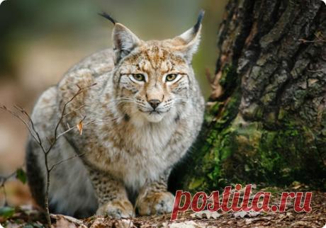 Мой Мир@Mail.Ru