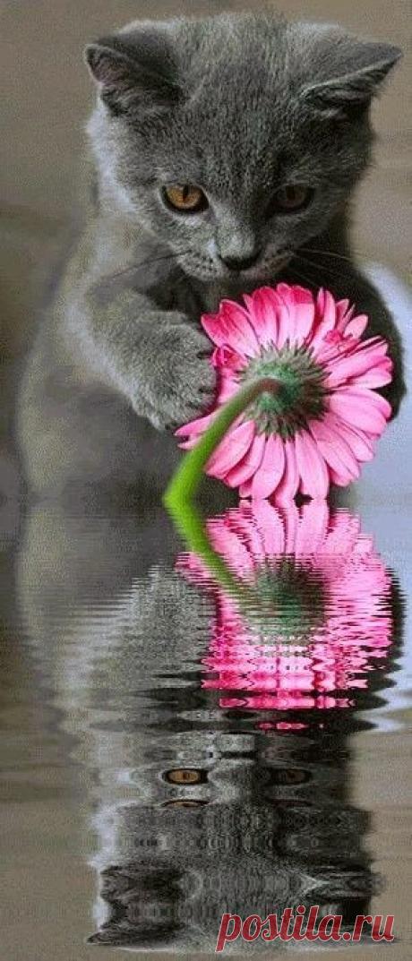 Найдено на сайте flowersgardenlove.tumblr.com.