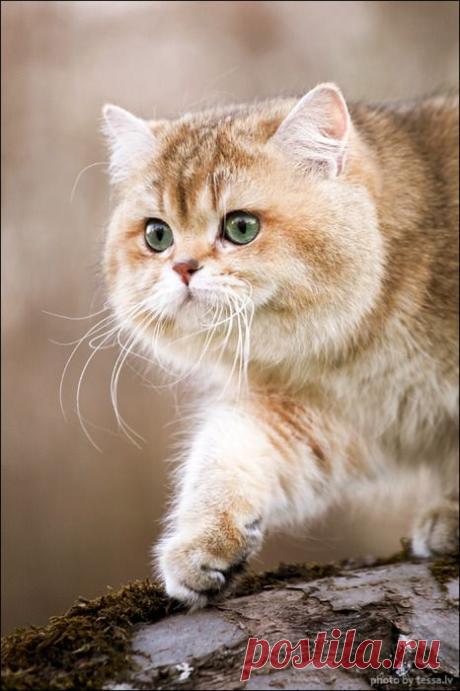 охотник)