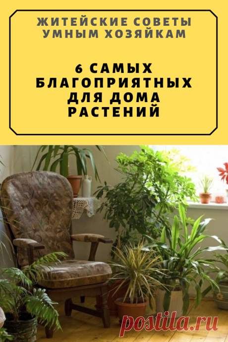 6 самых благоприятных для дома растений | Житейские Советы