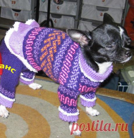 Шерстяной свитер для чихуа-хуа машинного вязания, изготовлен мастерами ЗООателье НЮАНс по запатентованным лекалам