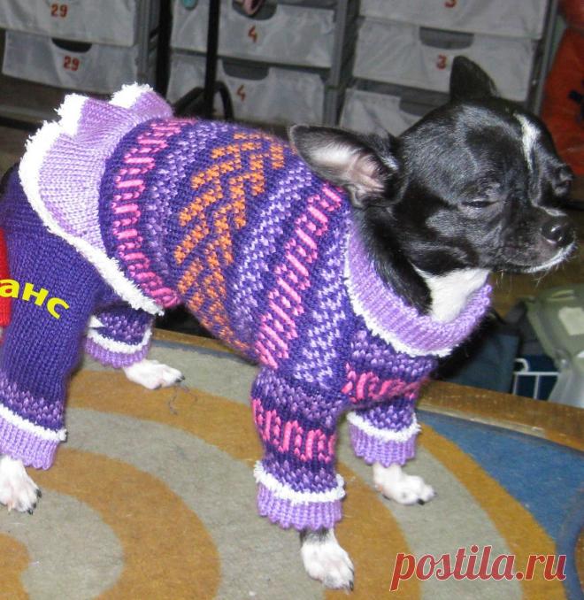 Шерстяной свитер для чихуа-хуа машинного вязания, изготовлен мастерами ЗООателье НЮАНс по запатентованным лекалам