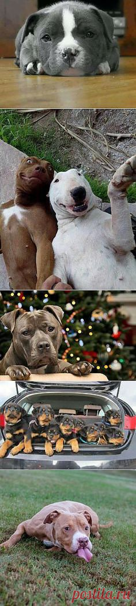 Rotts, Pitts &amp; Mastiffs