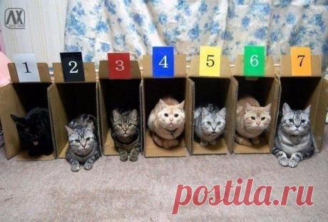 Причина непопулярности кошачьих бегов / Взлом логики