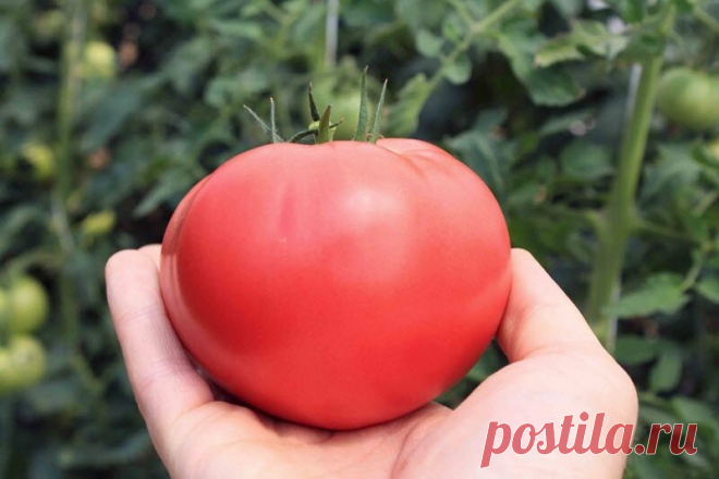 Как повысить сахаристость помидоров, если они 