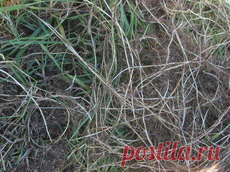 Лечебные корни растений