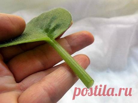 Посадка фиалок: как укоренить комнатный цветок в земле, когда и в какой грунт их сажать по лунному календарю, чтобы лучше росли? Какие сорта фиалок лучше выбрать для посадки, что нужно учесть при выборе грунта?
Узнайте, как правильно посадить и размножить комнатные фиалки дома самостоятельно, и вы получите прекрасный результат без особых усилий.
В домашних условиях размножать фиалку можно двумя способами: вегетативным и с помощью семян.
Вегетативное размножение
Вегетативный способ размножения …