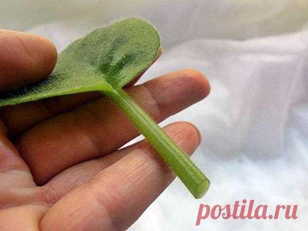 Посадка фиалок: как укоренить комнатный цветок в земле, когда и в какой грунт их сажать по лунному календарю, чтобы лучше росли? Какие сорта фиалок лучше выбрать для посадки, что нужно учесть при выборе грунта?
Узнайте, как правильно посадить и размножить комнатные фиалки дома самостоятельно, и вы получите прекрасный результат без особых усилий.
В домашних условиях размножать фиалку можно двумя способами: вегетативным и с помощью семян.
Вегетативное размножение
Вегетативный способ размножения …