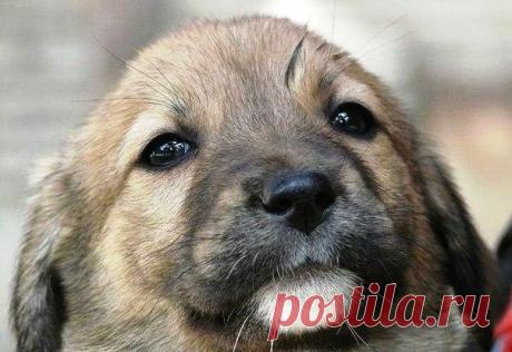 Последний Ангел на Земле... 
Я свято верю, что собака -Последний Ангел на Земле...Когда затянет душу мраком -Она одна придет ко мне.Когда меня друзья оставят,Когда надежды предадут,Поверить в искренность заставятГлаза собачьи, ч…