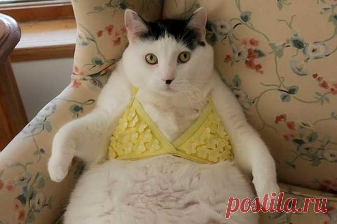 Усатые обольстители: 15 самых смешных фото с котами-соблазнителями - Летидор