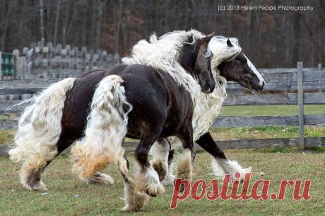 Fleece « Heart of a Horse